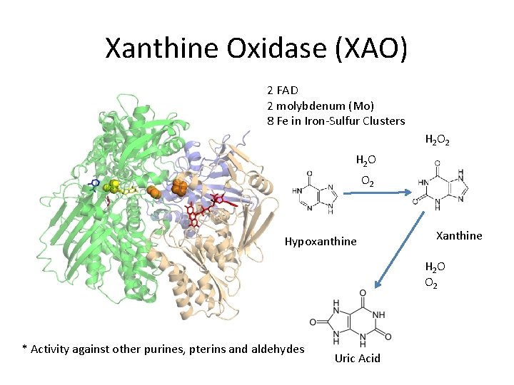 Xanthine Oxidase (XAO) 2 FAD 2 molybdenum (Mo) 8 Fe in Iron-Sulfur Clusters H