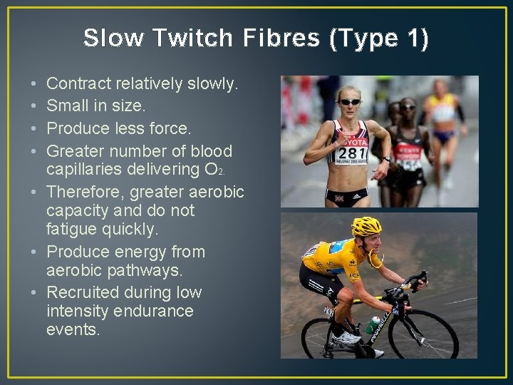 Slow Twitch Fibres (Type 1) • • Contract relatively slowly. Small in size. Produce