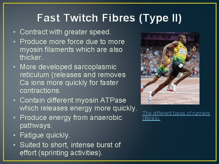 Fast Twitch Fibres (Type II) • Contract with greater speed. • Produce more force