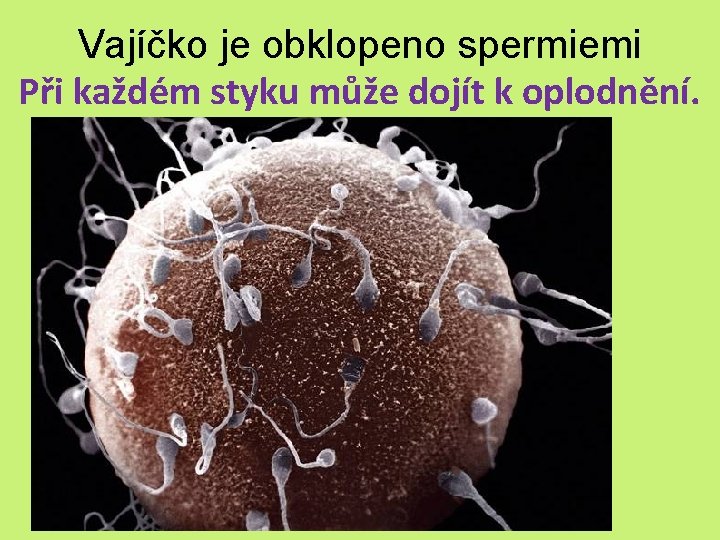 Vajíčko je obklopeno spermiemi Při každém styku může dojít k oplodnění. 