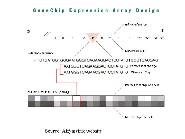 Source: Affymetrix website 