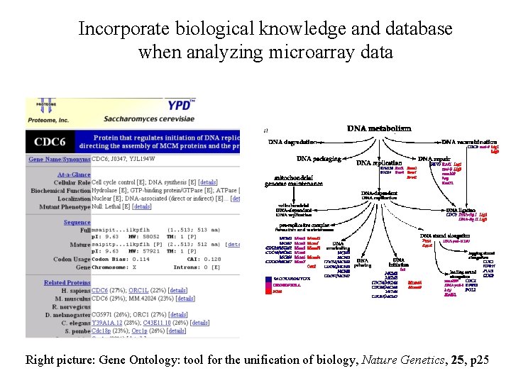 Incorporate biological knowledge and database when analyzing microarray data Right picture: Gene Ontology: tool