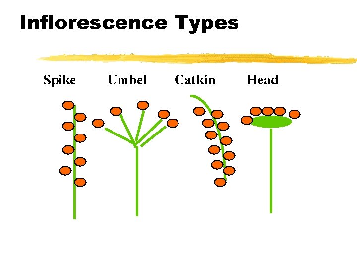 Inflorescence Types Spike Umbel Catkin Head 