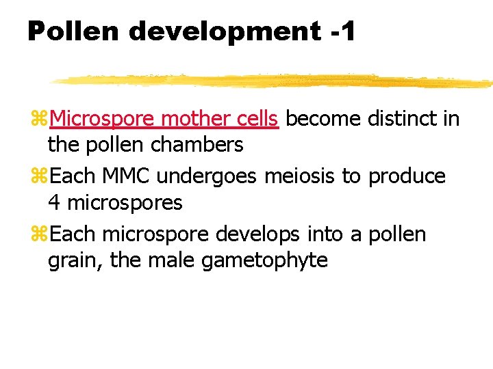 Pollen development -1 z. Microspore mother cells become distinct in the pollen chambers z.