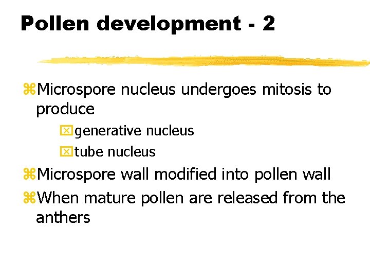 Pollen development - 2 z. Microspore nucleus undergoes mitosis to produce xgenerative nucleus xtube