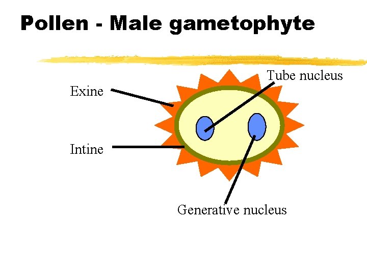 Pollen - Male gametophyte Tube nucleus Exine Intine Generative nucleus 