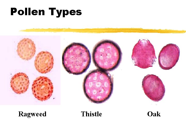 Pollen Types Ragweed Thistle Oak 