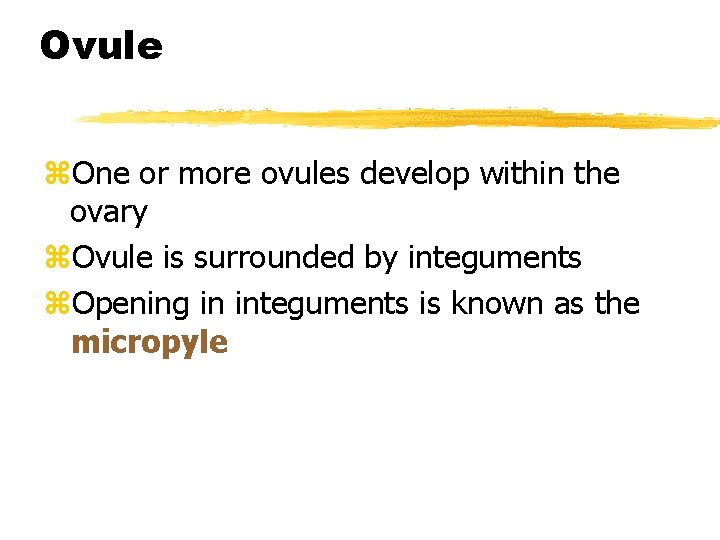 Ovule z. One or more ovules develop within the ovary z. Ovule is surrounded