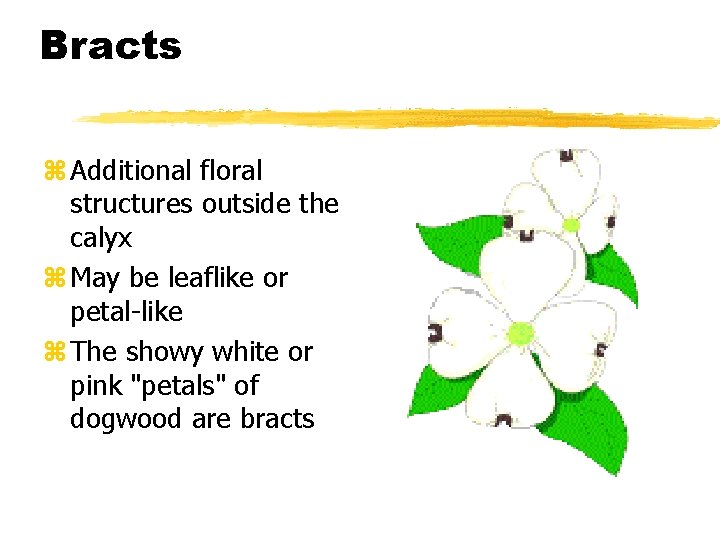 Bracts z Additional floral structures outside the calyx z May be leaflike or petal-like