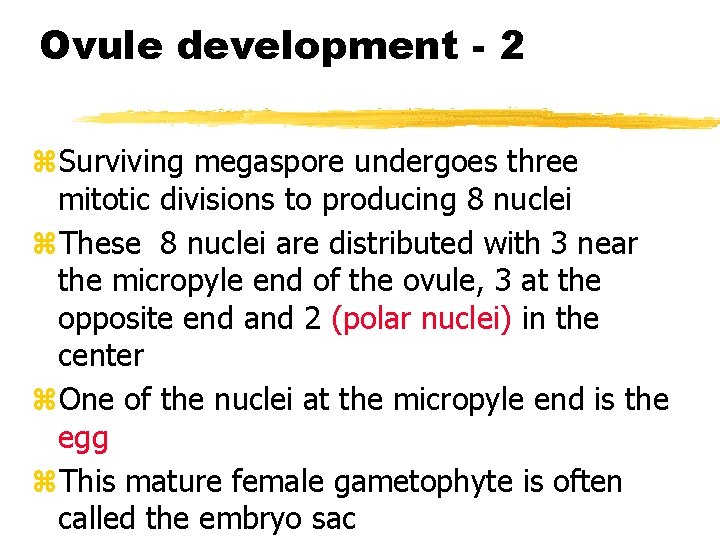 Ovule development - 2 z. Surviving megaspore undergoes three mitotic divisions to producing 8