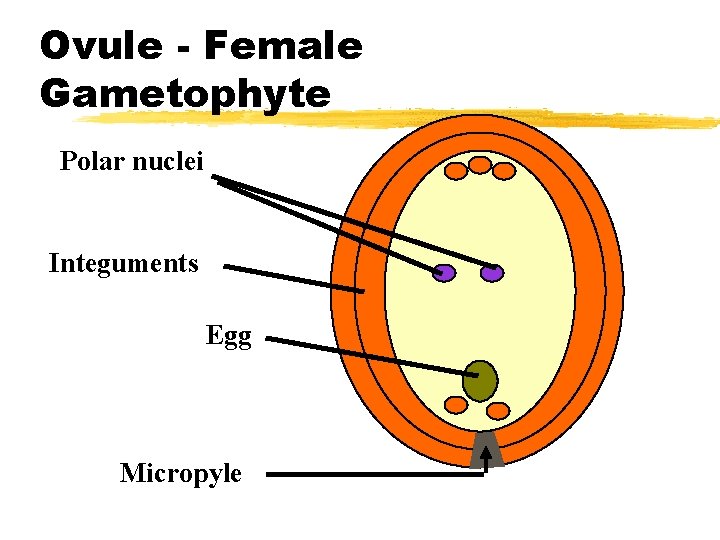 Ovule - Female Gametophyte Polar nuclei Integuments Egg Micropyle 