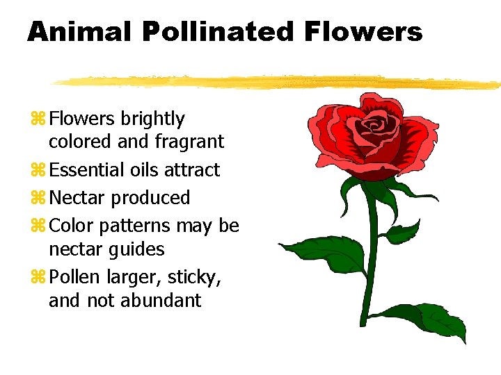 Animal Pollinated Flowers z Flowers brightly colored and fragrant z Essential oils attract z