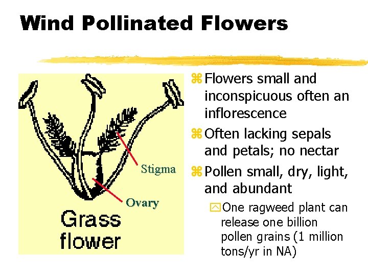 Wind Pollinated Flowers z Flowers small and inconspicuous often an inflorescence z Often lacking