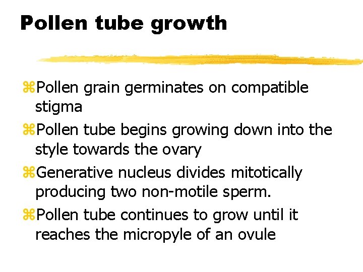 Pollen tube growth z. Pollen grain germinates on compatible stigma z. Pollen tube begins