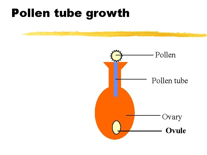 Pollen tube growth Pollen tube Ovary Ovule 