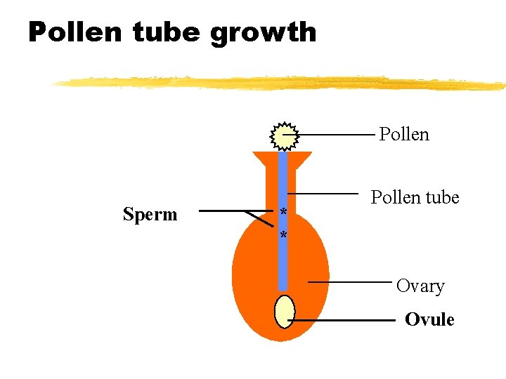 Pollen tube growth Pollen Sperm * * Pollen tube Ovary Ovule 