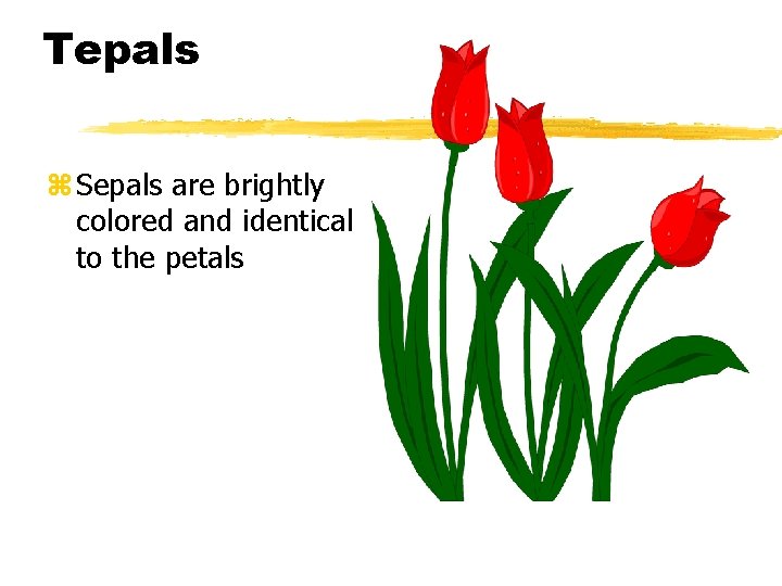 Tepals z Sepals are brightly colored and identical to the petals 