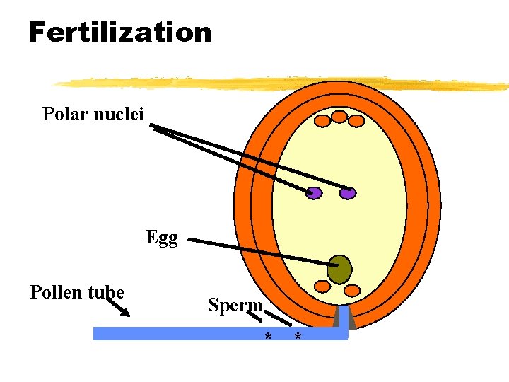 Fertilization Polar nuclei Egg Pollen tube Sperm * * 