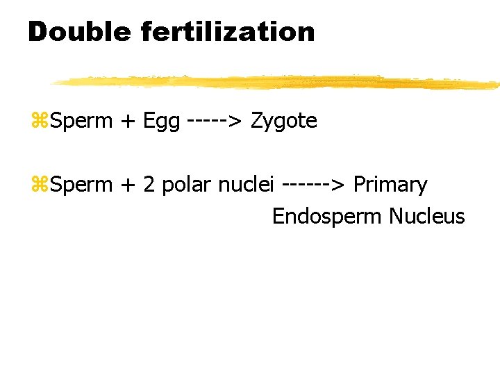 Double fertilization z. Sperm + Egg -----> Zygote z. Sperm + 2 polar nuclei