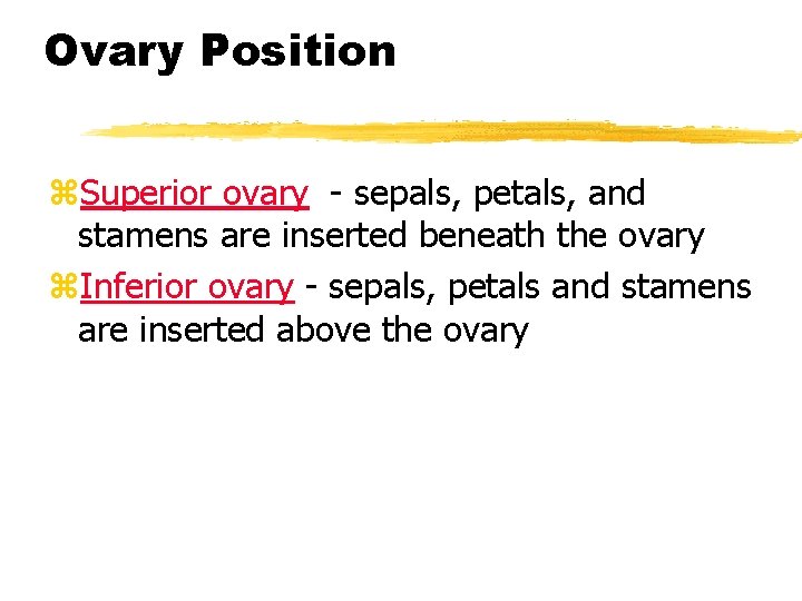 Ovary Position z. Superior ovary - sepals, petals, and stamens are inserted beneath the