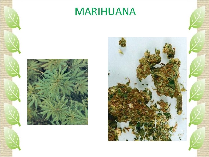 MARIHUANA 