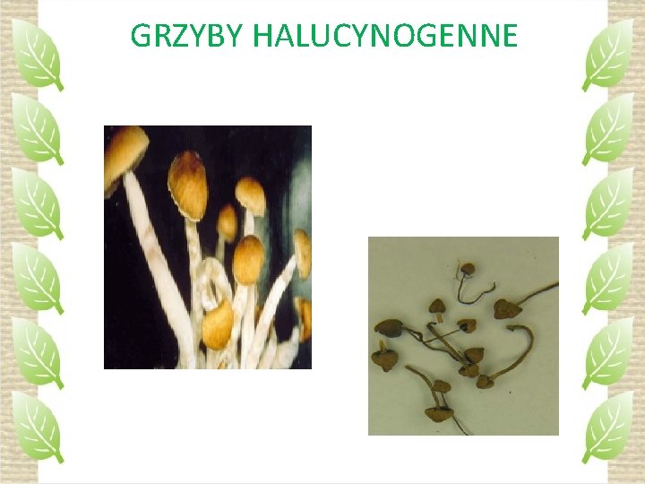 GRZYBY HALUCYNOGENNE 