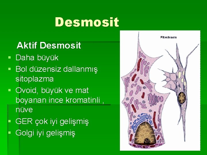 Desmosit Aktif Desmosit § Daha büyük § Bol düzensiz dallanmış sitoplazma § Ovoid, büyük