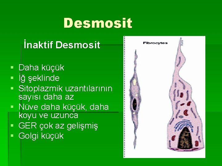 Desmosit İnaktif Desmosit § § § Daha küçük İğ şeklinde Sitoplazmik uzantılarının sayısı daha