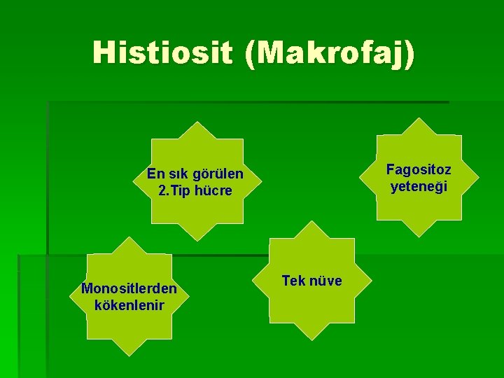 Histiosit (Makrofaj) Fagositoz yeteneği En sık görülen 2. Tip hücre Monositlerden kökenlenir Tek nüve