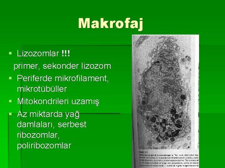 Makrofaj § Lizozomlar !!! primer, sekonder lizozom § Periferde mikrofilament, mikrotübüller § Mitokondrileri uzamış