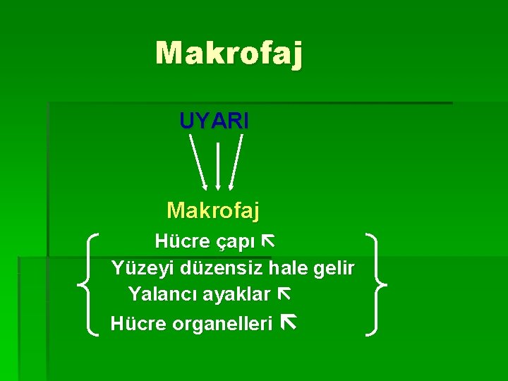 Makrofaj UYARI Makrofaj Hücre çapı Yüzeyi düzensiz hale gelir Yalancı ayaklar Hücre organelleri 