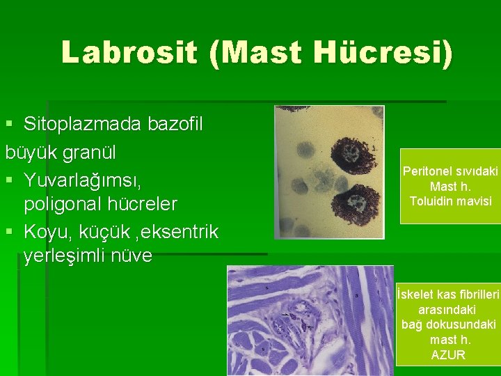 Labrosit (Mast Hücresi) § Sitoplazmada bazofil büyük granül § Yuvarlağımsı, poligonal hücreler § Koyu,