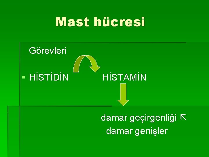 Mast hücresi Görevleri § HİSTİDİN HİSTAMİN damar geçirgenliği damar genişler 