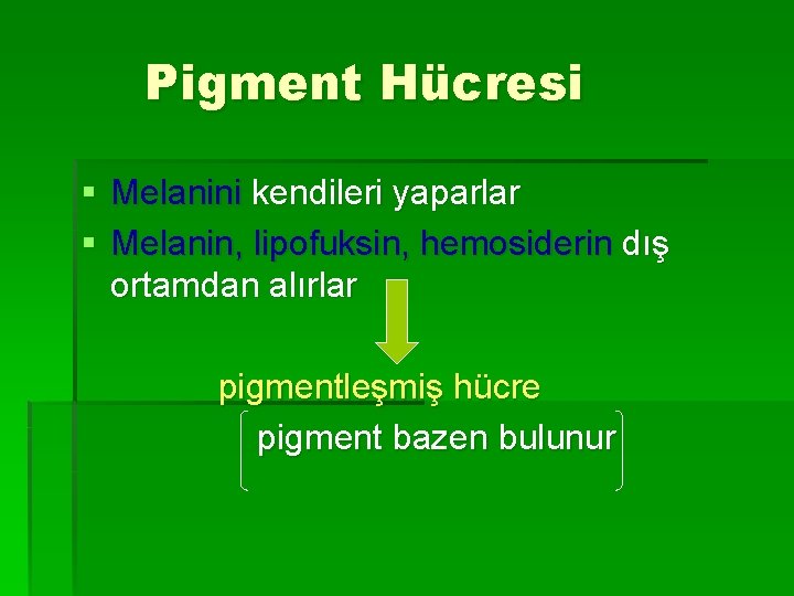 Pigment Hücresi § Melanini kendileri yaparlar § Melanin, lipofuksin, hemosiderin dış ortamdan alırlar pigmentleşmiş