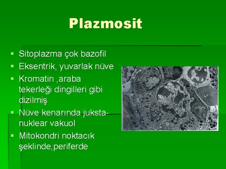 Plazmosit § Sitoplazma çok bazofil § Eksentrik, yuvarlak nüve § Kromatin , araba tekerleği