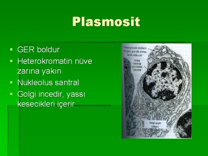 Plasmosit § GER boldur § Heterokromatin nüve zarına yakın § Nukleolus santral § Golgi