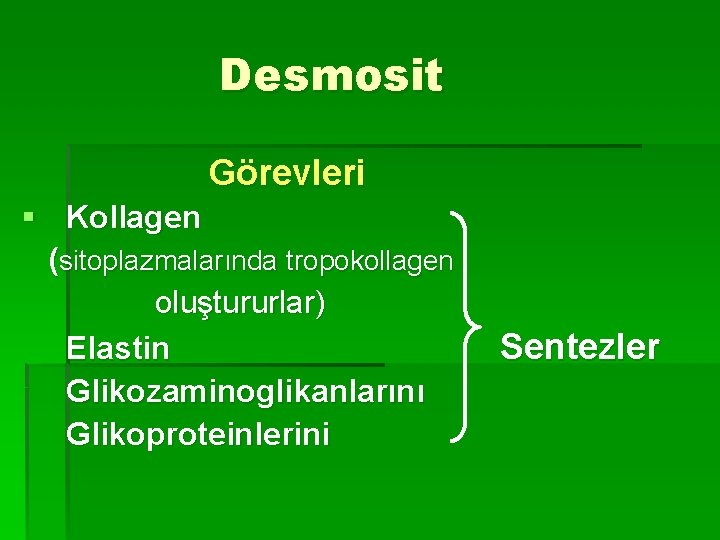 Desmosit Görevleri § Kollagen (sitoplazmalarında tropokollagen oluştururlar) Elastin Glikozaminoglikanlarını Glikoproteinlerini Sentezler 