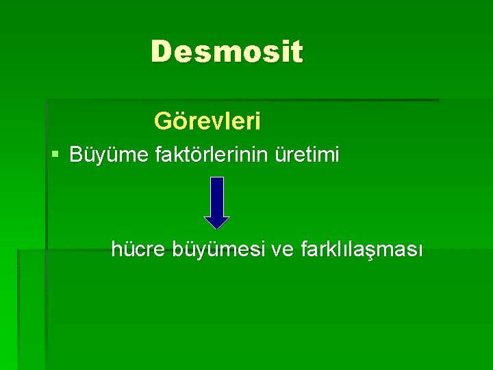 Desmosit Görevleri § Büyüme faktörlerinin üretimi hücre büyümesi ve farklılaşması 