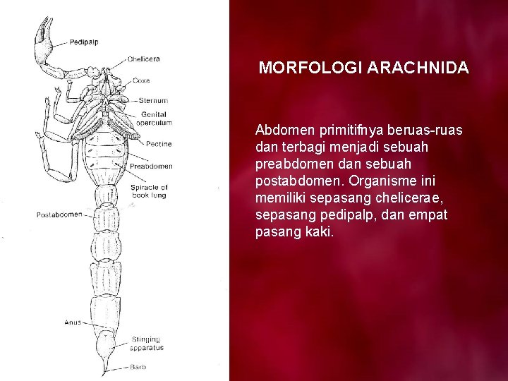 MORFOLOGI ARACHNIDA Abdomen primitifnya beruas-ruas dan terbagi menjadi sebuah preabdomen dan sebuah postabdomen. Organisme