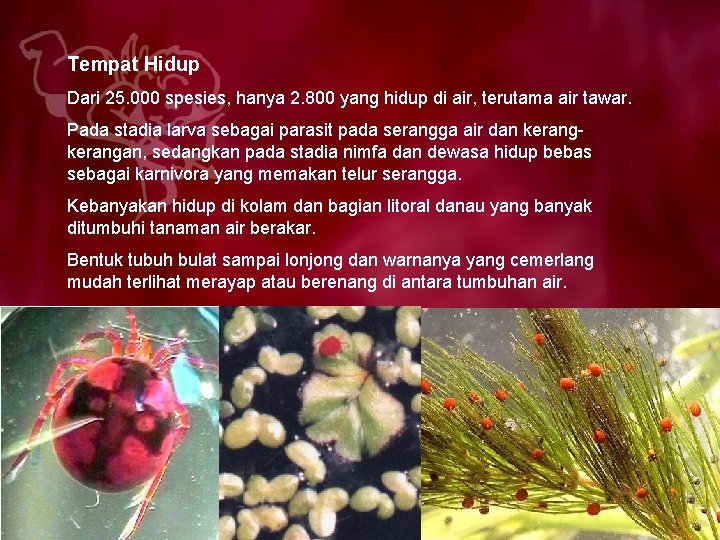 Tempat Hidup Dari 25. 000 spesies, hanya 2. 800 yang hidup di air, terutama