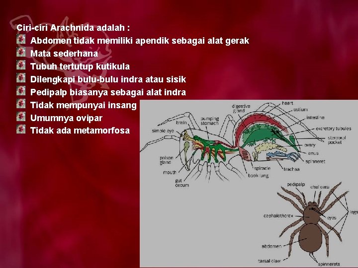 Ciri-ciri Arachnida adalah : Abdomen tidak memiliki apendik sebagai alat gerak Mata sederhana Tubuh