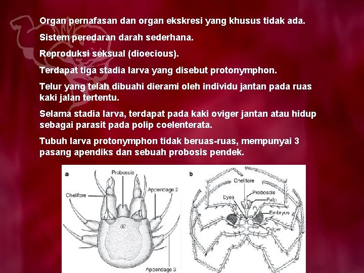 Organ pernafasan dan organ ekskresi yang khusus tidak ada. Sistem peredaran darah sederhana. Reproduksi