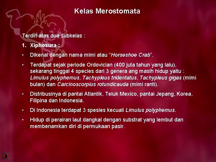 Kelas Merostomata Terdiri atas dua subkelas : 1. Xiphosura : • Dikenal dengan nama