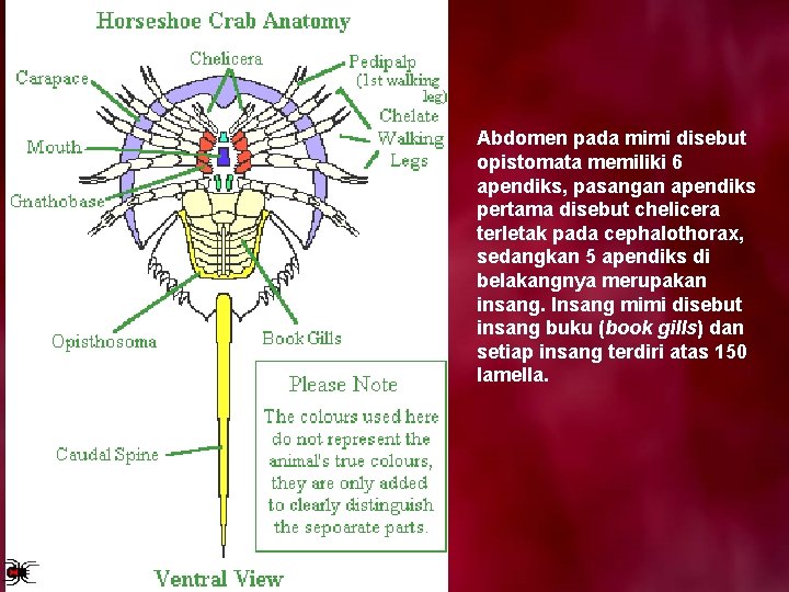 Abdomen pada mimi disebut opistomata memiliki 6 apendiks, pasangan apendiks pertama disebut chelicera terletak