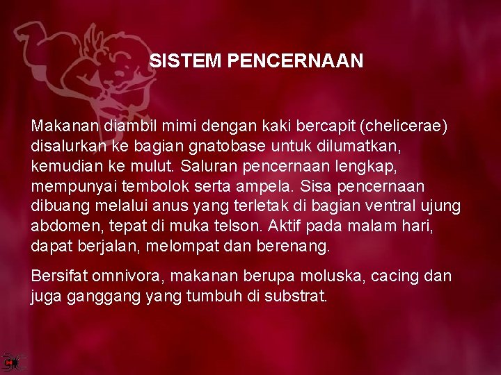 SISTEM PENCERNAAN Makanan diambil mimi dengan kaki bercapit (chelicerae) disalurkan ke bagian gnatobase untuk