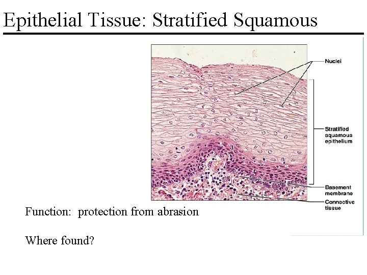 Epithelial Tissue: Stratified Squamous Function: protection from abrasion Where found? 