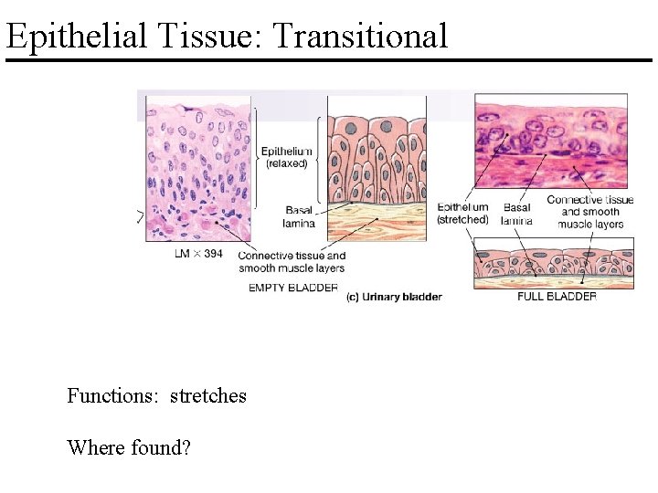 Epithelial Tissue: Transitional Functions: stretches Where found? 