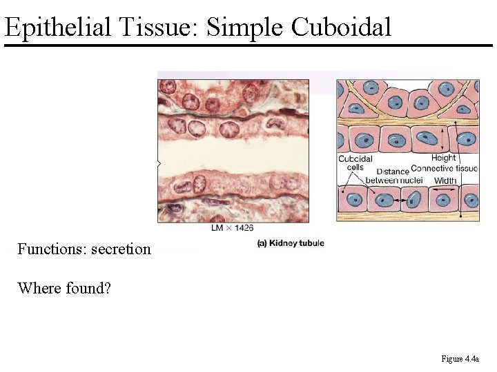 Epithelial Tissue: Simple Cuboidal Functions: secretion Where found? Figure 4. 4 a 