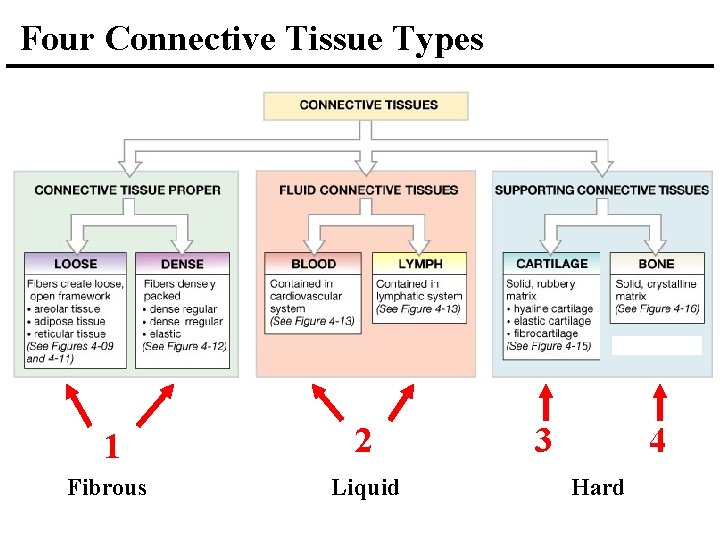 Four Connective Tissue Types 1 2 Fibrous Liquid 3 4 Hard 