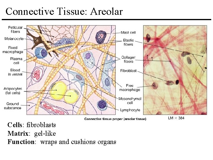 Connective Tissue: Areolar Cells: fibroblasts Matrix: gel-like Function: wraps and cushions organs 